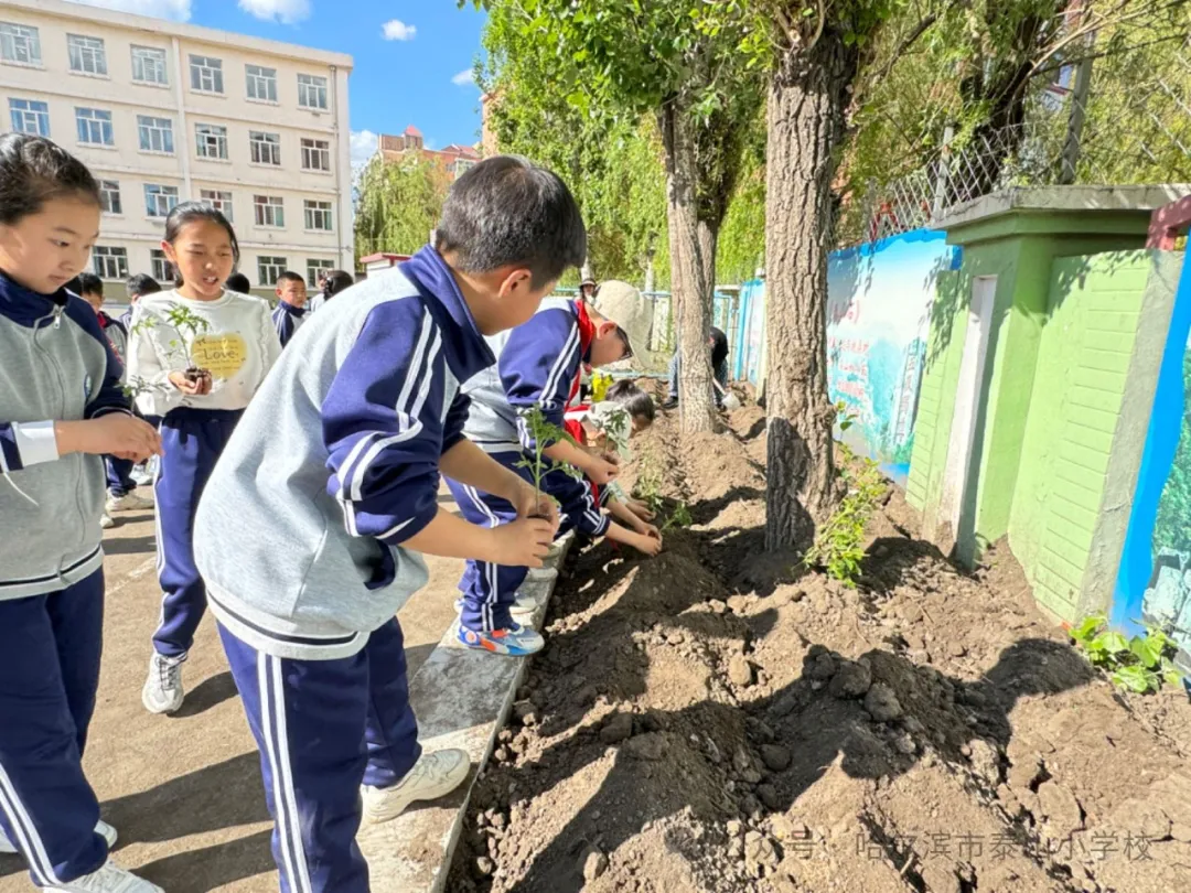 泰山小学远程种植活动侧记 第28张 泰山小学远程种植活动侧记 第28张