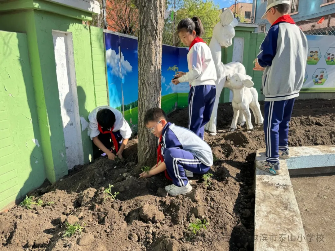 泰山小学远程种植活动侧记 第27张 泰山小学远程种植活动侧记 第27张