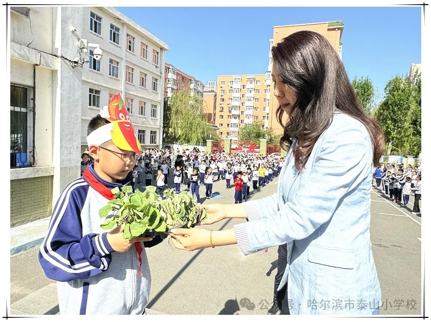 泰山小学远程种植活动侧记 第10张 泰山小学远程种植活动侧记 第10张