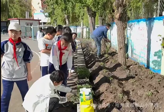 泰山小学远程种植活动侧记 第24张 泰山小学远程种植活动侧记 第24张