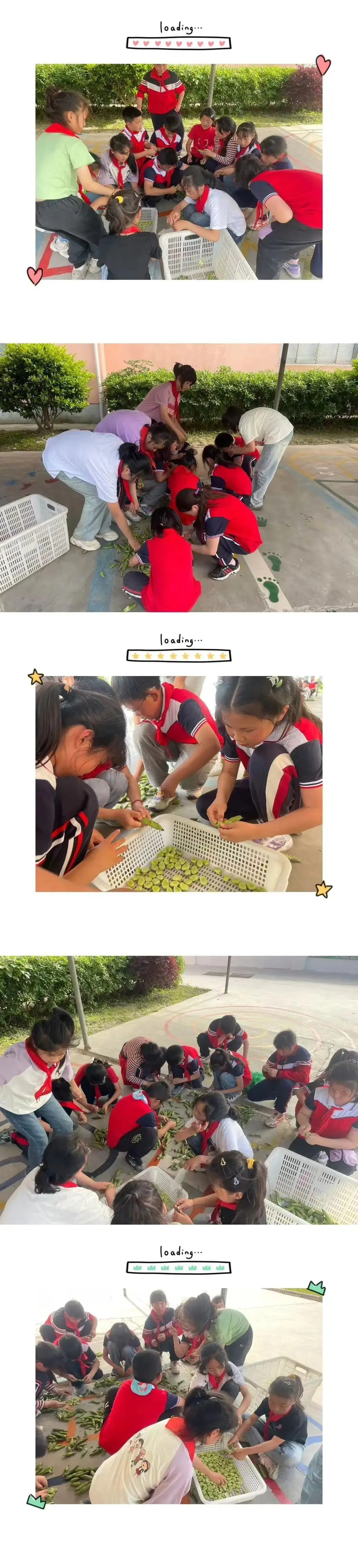【苴镇德耀小学|情感德育】我与蚕豆共成长——苴镇德耀小学开展劳动实践活动 第21张