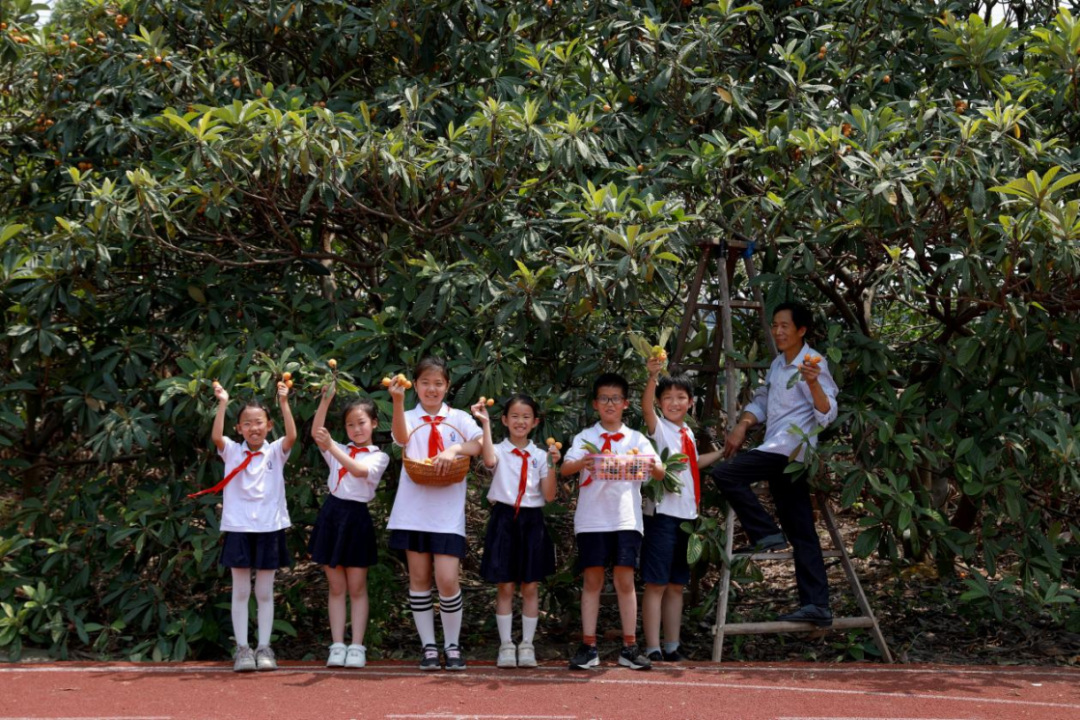 “巧手酿清甜,枇杷享清韵”——塘南小学李家桥校区枇杷节系列实践活动:枇杷罐头制作 第1张 “巧手酿清甜,枇杷享清韵”——塘南小学李家桥校区枇杷节系列实践活动:枇杷罐头制作 第1张