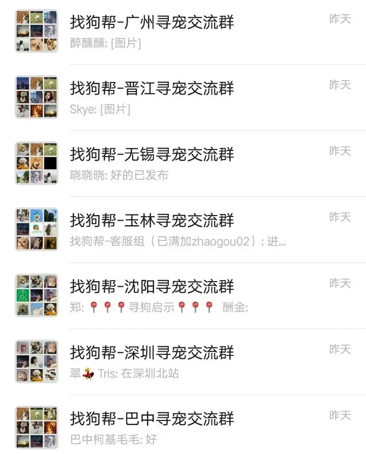 #济南寻狗# 市中区催马小学西侧约70米附近走失一只银狐,如有好心人看到或者收留请联系主人或本平台 第6张