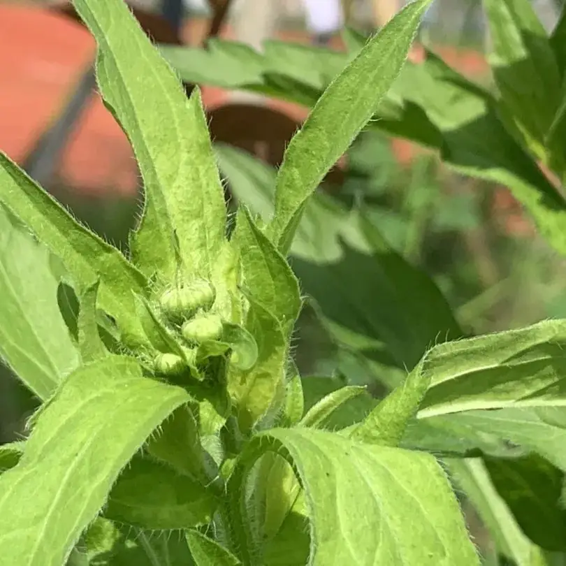 “艺”彩纷呈 “术”写未来丨龙港市实验小学第二届艺术节 第64张