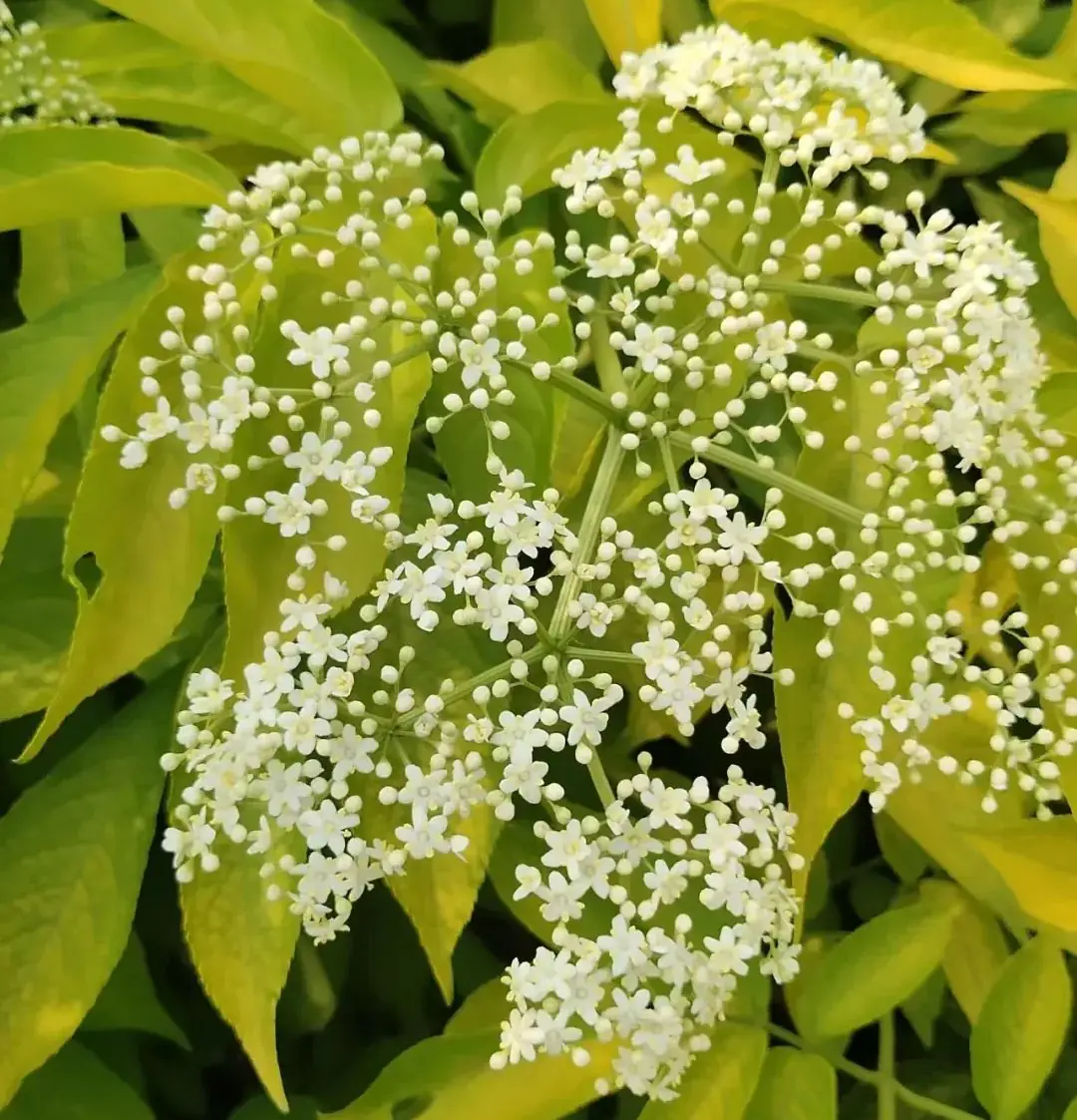 中考英语作文得满分,就因为背了这些黄金模板!(预测和范文供参考) 第4张 中考英语作文得满分,就因为背了这些黄金模板!(预测和范文供参考) 第4张