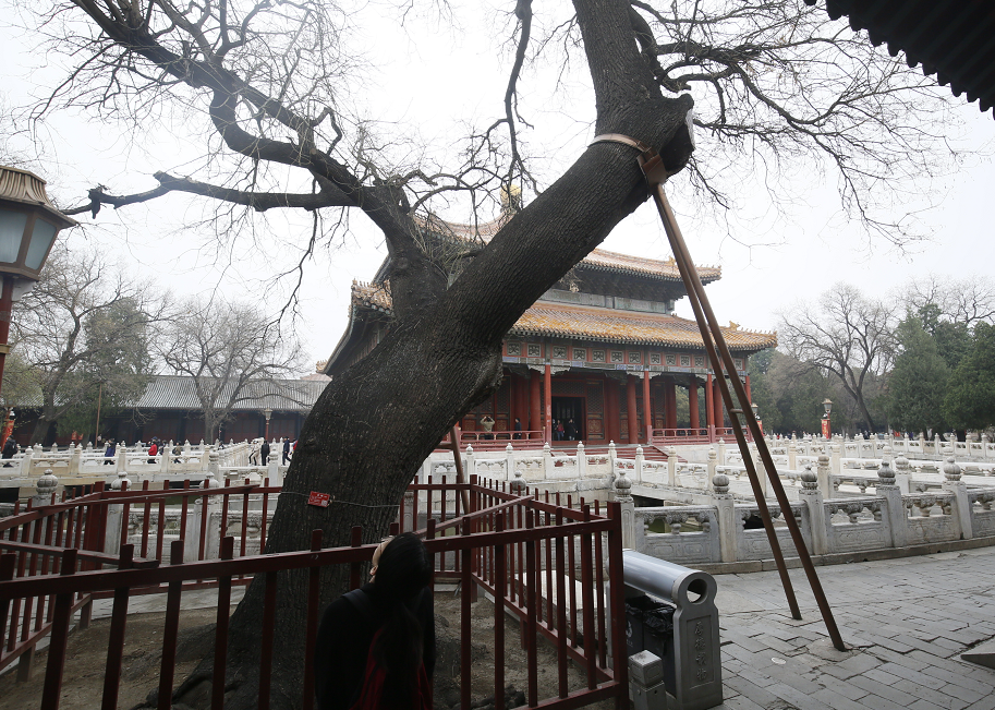 高考之前拜下槐 第8张 高考之前拜下槐 第8张