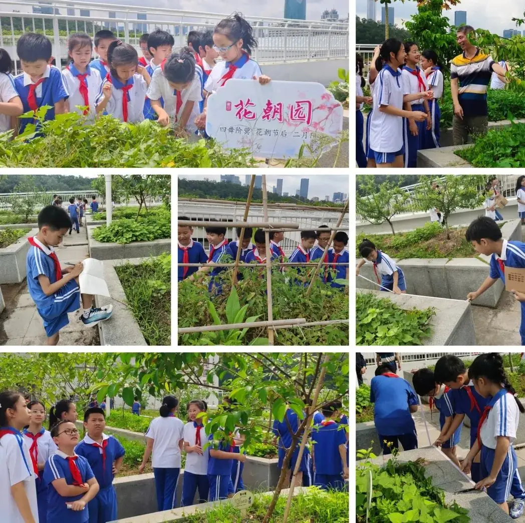 莲花山下好大一节数学课:新莲小学“空中农场的几何美学”课程长卷 第7张 莲花山下好大一节数学课:新莲小学“空中农场的几何美学”课程长卷 第7张