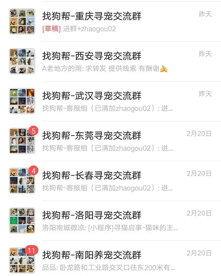#济南寻狗# 市中区催马小学西侧约70米附近走失一只银狐,如有好心人看到或者收留请联系主人或本平台 第9张