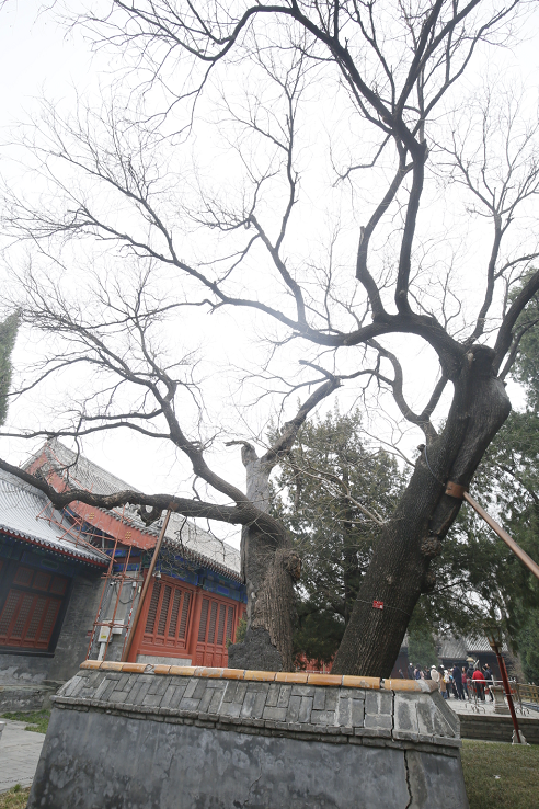 高考之前拜下槐 第10张 高考之前拜下槐 第10张