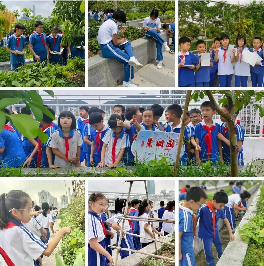 莲花山下好大一节数学课:新莲小学“空中农场的几何美学”课程长卷 第8张 莲花山下好大一节数学课:新莲小学“空中农场的几何美学”课程长卷 第8张