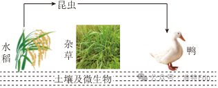 2024生物中考冲刺押题 第3张 2024生物中考冲刺押题 第3张