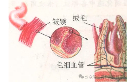 2024年中考生物一轮复习核心考点必背知识清单 第8张 2024年中考生物一轮复习核心考点必背知识清单 第8张