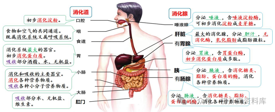 2024年中考生物一轮复习核心考点必背知识清单 第6张 2024年中考生物一轮复习核心考点必背知识清单 第6张