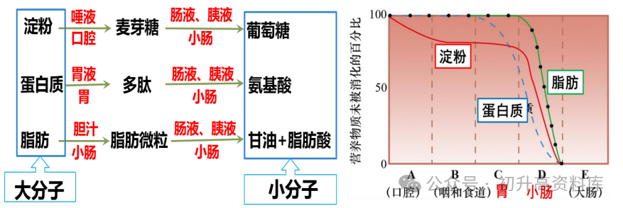 2024年中考生物一轮复习核心考点必背知识清单 第7张 2024年中考生物一轮复习核心考点必背知识清单 第7张