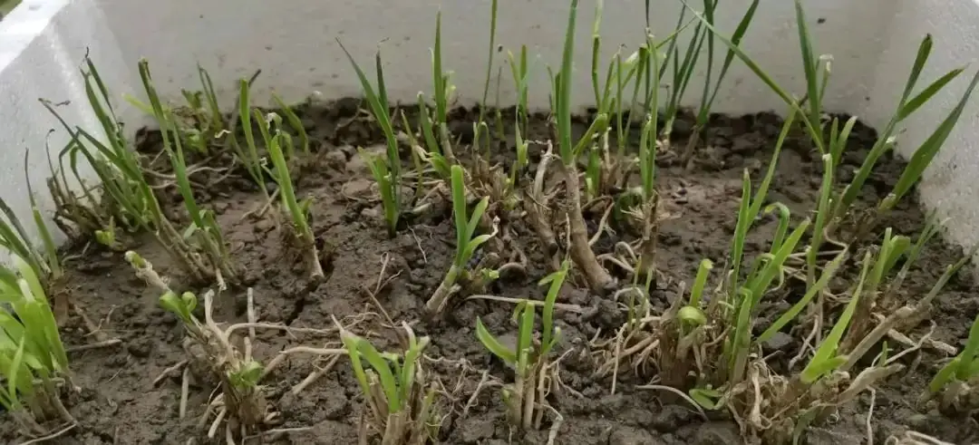 八十年代的农村小学儿童节 第1张 八十年代的农村小学儿童节 第1张