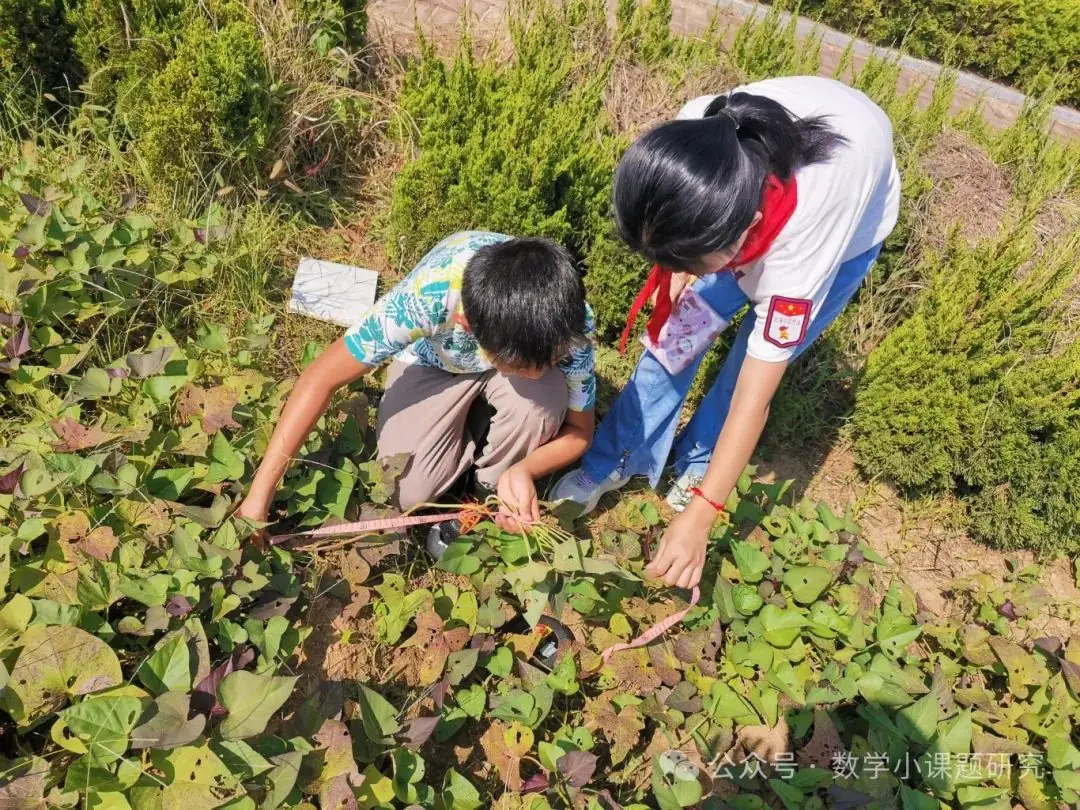 小学数学跨学科主题学习实践案例——小红薯成长记 第8张 小学数学跨学科主题学习实践案例——小红薯成长记 第8张