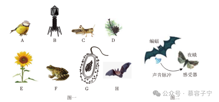 【中考生物】2024年中考生物二轮复习专题配套测试二 生物的多样性(含答案及解析) 第12张 【中考生物】2024年中考生物二轮复习专题配套测试二 生物的多样性(含答案及解析) 第12张