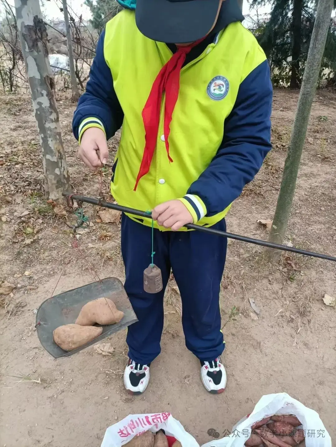小学数学跨学科主题学习实践案例——小红薯成长记 第13张 小学数学跨学科主题学习实践案例——小红薯成长记 第13张