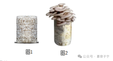 【中考生物】2024年中考生物二轮复习专题配套测试二 生物的多样性(含答案及解析) 第9张 【中考生物】2024年中考生物二轮复习专题配套测试二 生物的多样性(含答案及解析) 第9张
