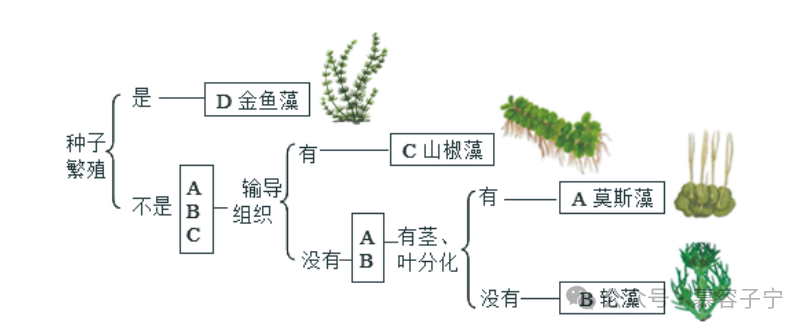 【中考生物】2024年中考生物二轮复习专题配套测试二 生物的多样性(含答案及解析) 第13张 【中考生物】2024年中考生物二轮复习专题配套测试二 生物的多样性(含答案及解析) 第13张