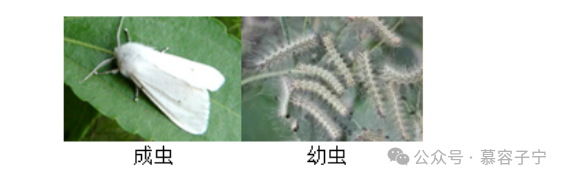 【中考生物】2024年中考生物二轮复习专题配套测试二 生物的多样性(含答案及解析) 第7张 【中考生物】2024年中考生物二轮复习专题配套测试二 生物的多样性(含答案及解析) 第7张