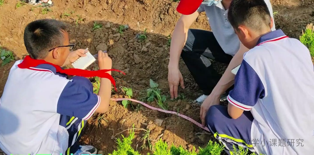 小学数学跨学科主题学习实践案例——小红薯成长记 第7张 小学数学跨学科主题学习实践案例——小红薯成长记 第7张
