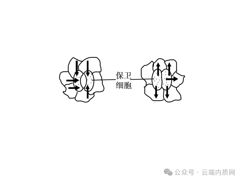0602初中生物中考押题预测卷选择题及答案 第1张 0602初中生物中考押题预测卷选择题及答案 第1张