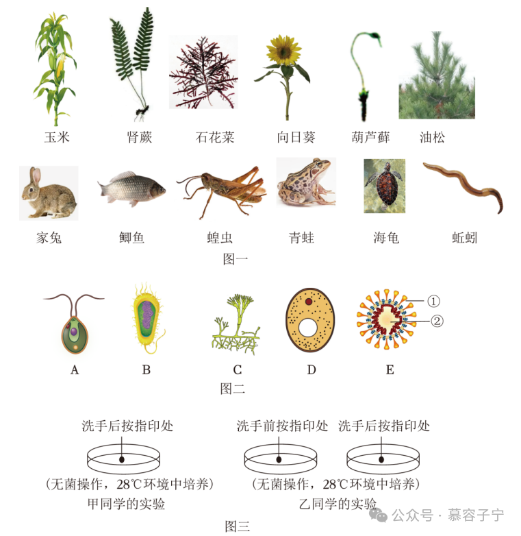 【中考生物】2024年中考生物二轮复习专题配套测试二 生物的多样性(含答案及解析) 第11张 【中考生物】2024年中考生物二轮复习专题配套测试二 生物的多样性(含答案及解析) 第11张