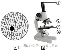 0602初中生物中考押题预测卷选择题及答案 第2张 0602初中生物中考押题预测卷选择题及答案 第2张