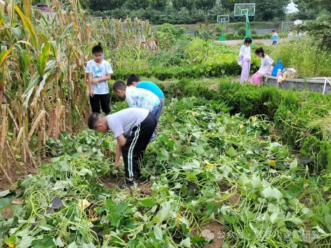 小学数学跨学科主题学习实践案例——小红薯成长记 第10张 小学数学跨学科主题学习实践案例——小红薯成长记 第10张