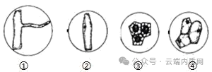 0602初中生物中考押题预测卷选择题及答案 第3张 0602初中生物中考押题预测卷选择题及答案 第3张