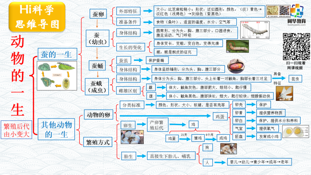 小学科学3-6年级思维导图 第2张 小学科学3-6年级思维导图 第2张