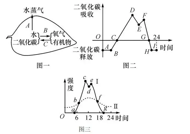 初中生物中考曲线类试题29例(含答案) 第24张 初中生物中考曲线类试题29例(含答案) 第24张