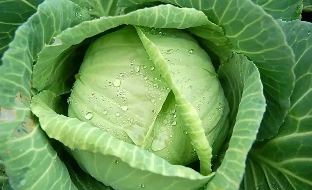 【疾控科普】| 高考在即,考生该怎么吃?这份饮食指南请收好 第3张 【疾控科普】| 高考在即,考生该怎么吃?这份饮食指南请收好 第3张