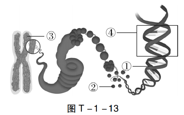 【中考生物】中考题型+解题技巧分析→读题理解 第60张 【中考生物】中考题型+解题技巧分析→读题理解 第60张