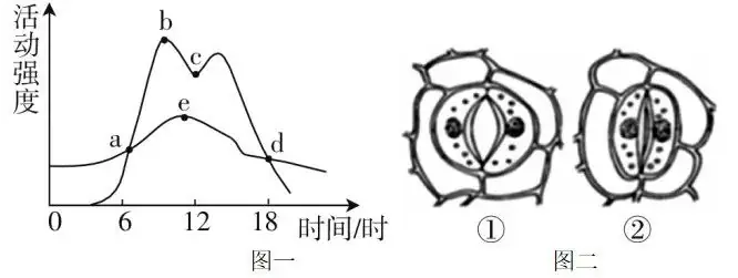 初中生物中考曲线类试题29例(含答案) 第4张 初中生物中考曲线类试题29例(含答案) 第4张