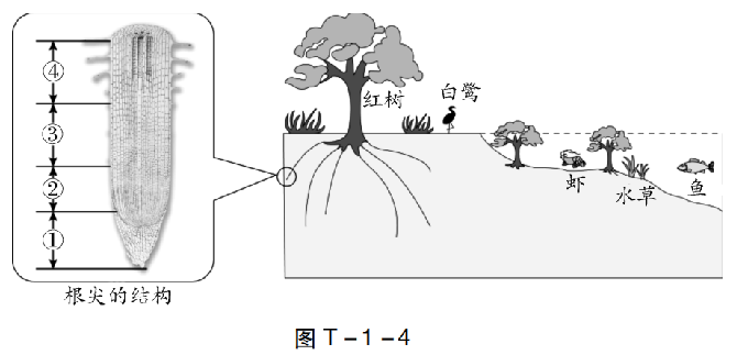 【中考生物】中考题型+解题技巧分析→读题理解 第18张 【中考生物】中考题型+解题技巧分析→读题理解 第18张