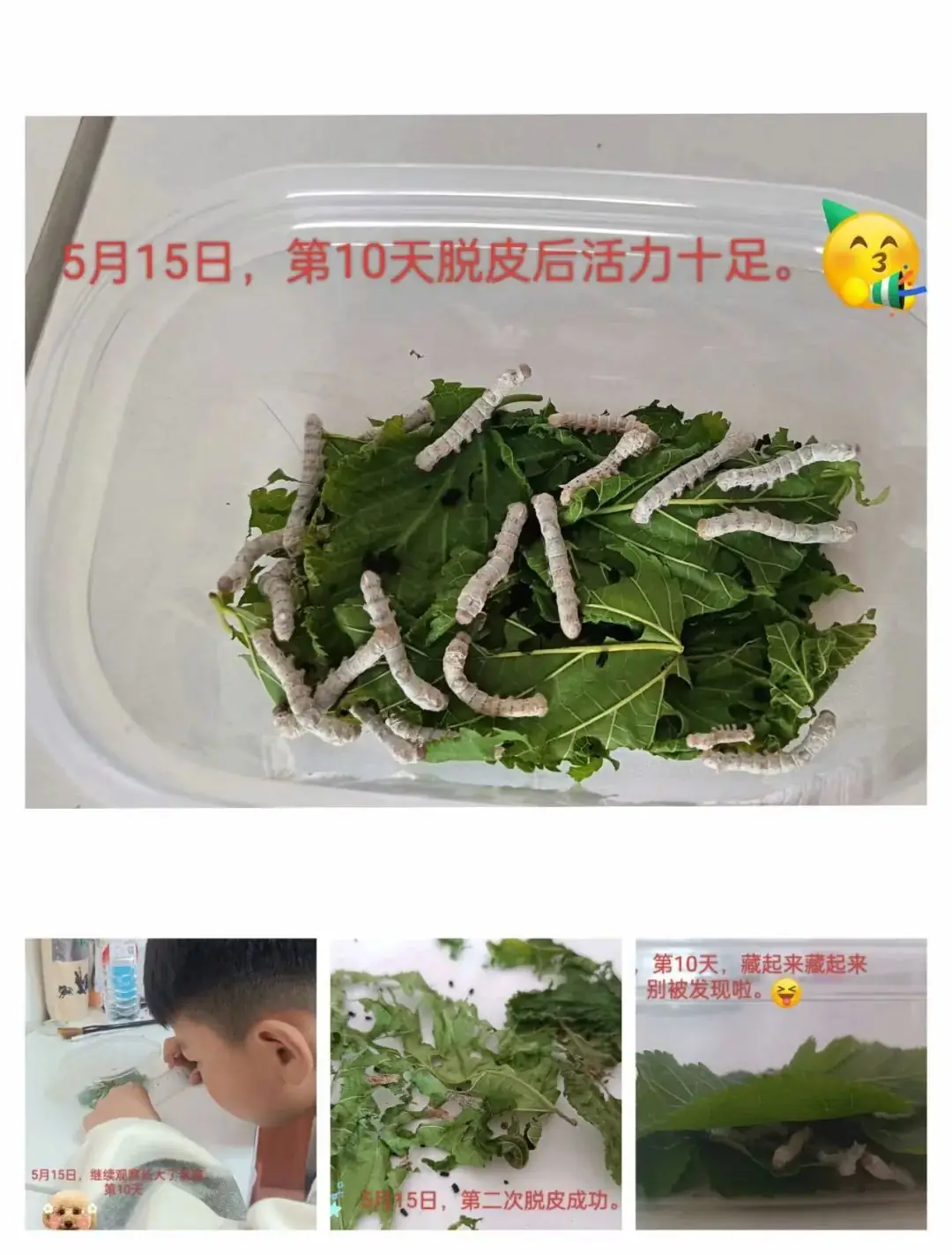 向阳而生,“润心”成长——绸都小学开展心理健康宣传教育月活动 第38张 向阳而生,“润心”成长——绸都小学开展心理健康宣传教育月活动 第38张