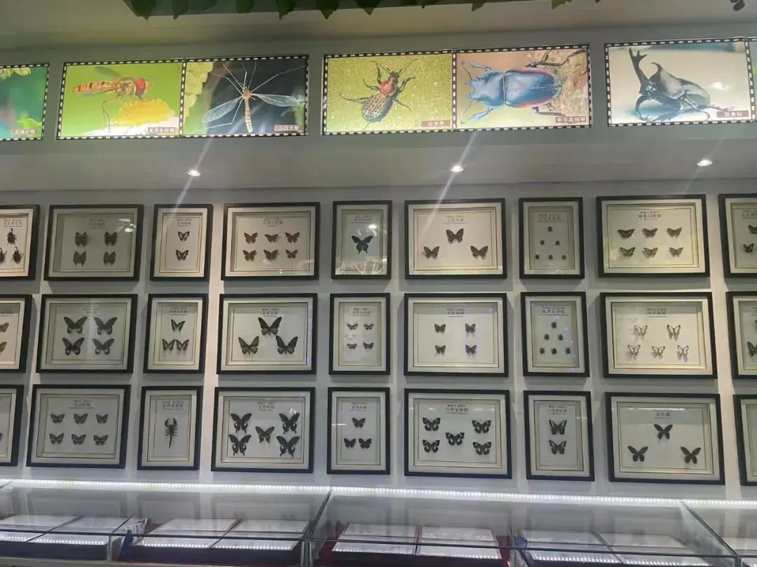 环境日科普之旅:黄冈市考棚小学学生走进生物科普馆 第15张 环境日科普之旅:黄冈市考棚小学学生走进生物科普馆 第15张