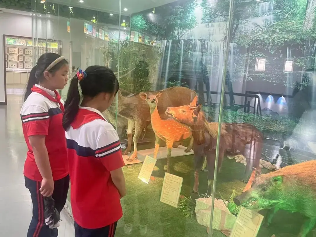 环境日科普之旅:黄冈市考棚小学学生走进生物科普馆 第12张 环境日科普之旅:黄冈市考棚小学学生走进生物科普馆 第12张