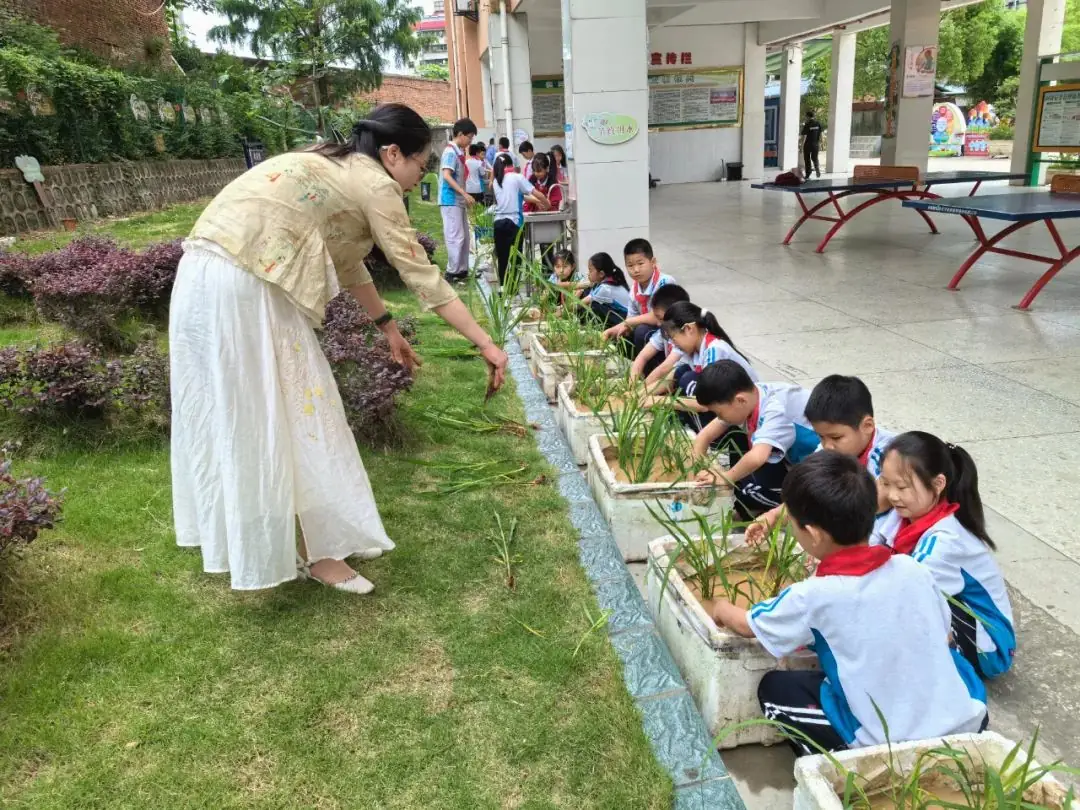 十堰市茅箭区火车站小学开展插秧苗劳动体验活动 第3张 十堰市茅箭区火车站小学开展插秧苗劳动体验活动 第3张