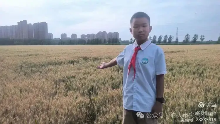 二十四节气之芒种——实验小学综合实践活动 第12张