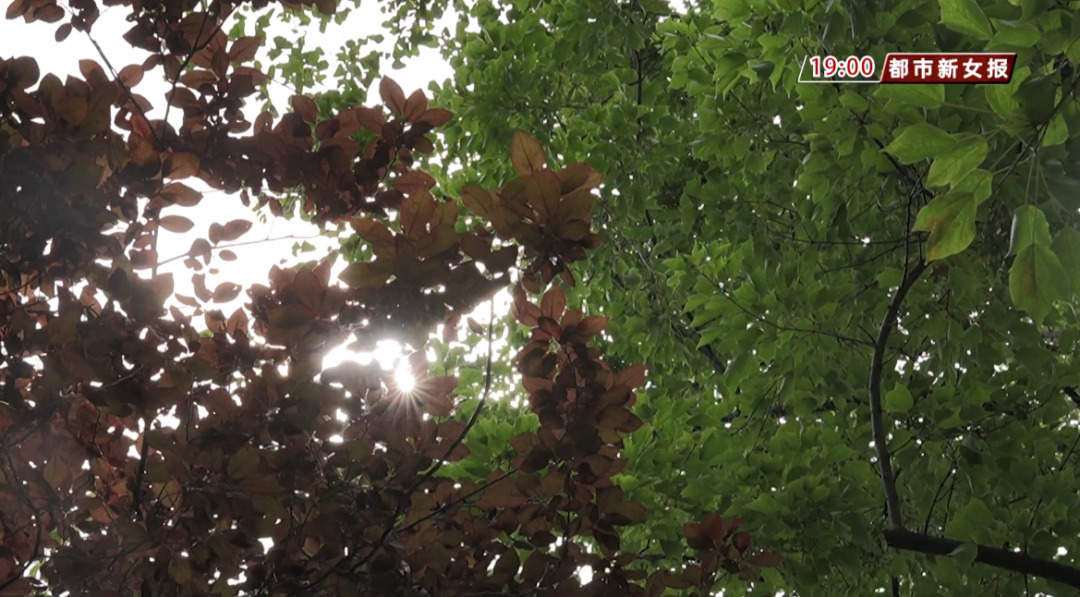 雷雨+38℃高温……高考天气出炉! 第2张 雷雨+38℃高温……高考天气出炉! 第2张