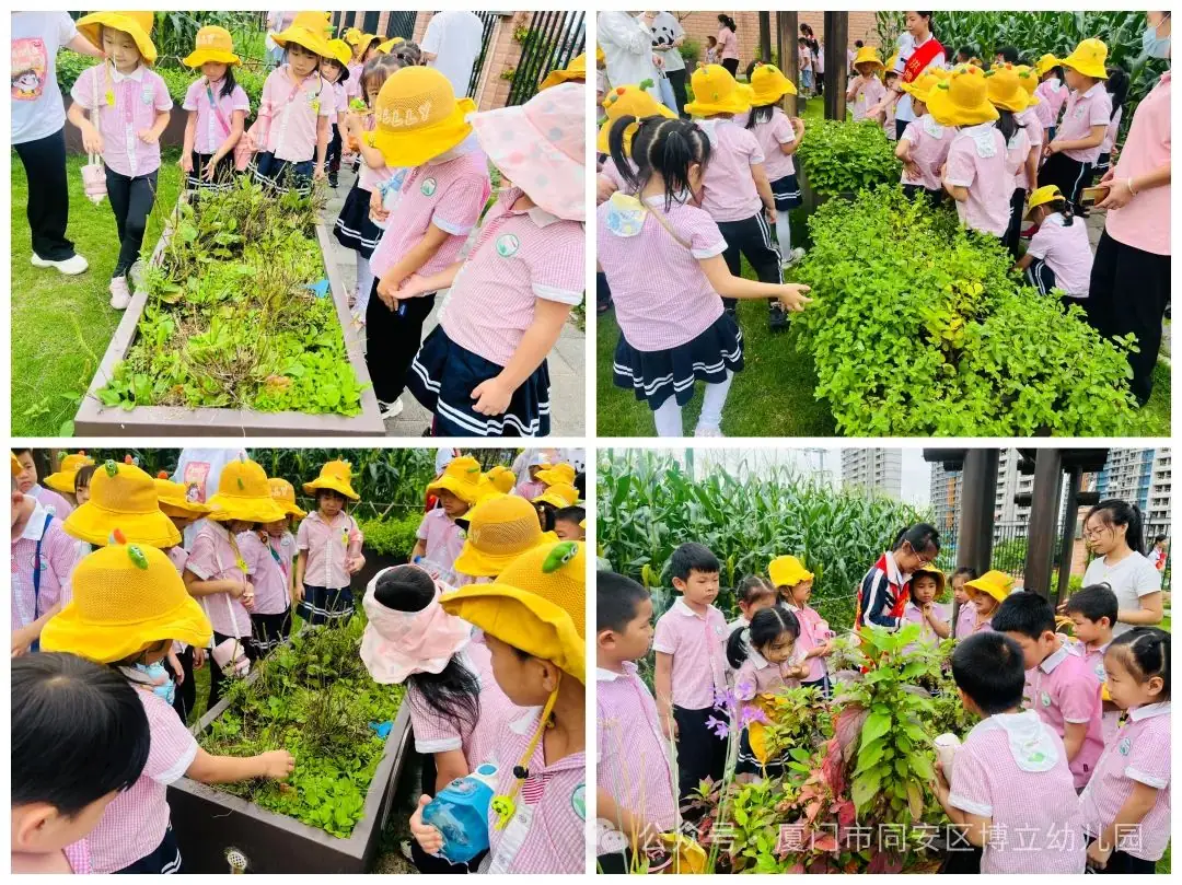 【幼小衔接】初夏遇见,你好小学——幼小衔接系列活动 第31张 【幼小衔接】初夏遇见,你好小学——幼小衔接系列活动 第31张