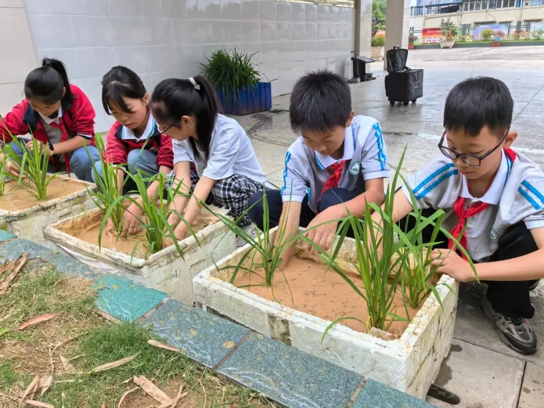 十堰市茅箭区火车站小学开展插秧苗劳动体验活动 第2张 十堰市茅箭区火车站小学开展插秧苗劳动体验活动 第2张