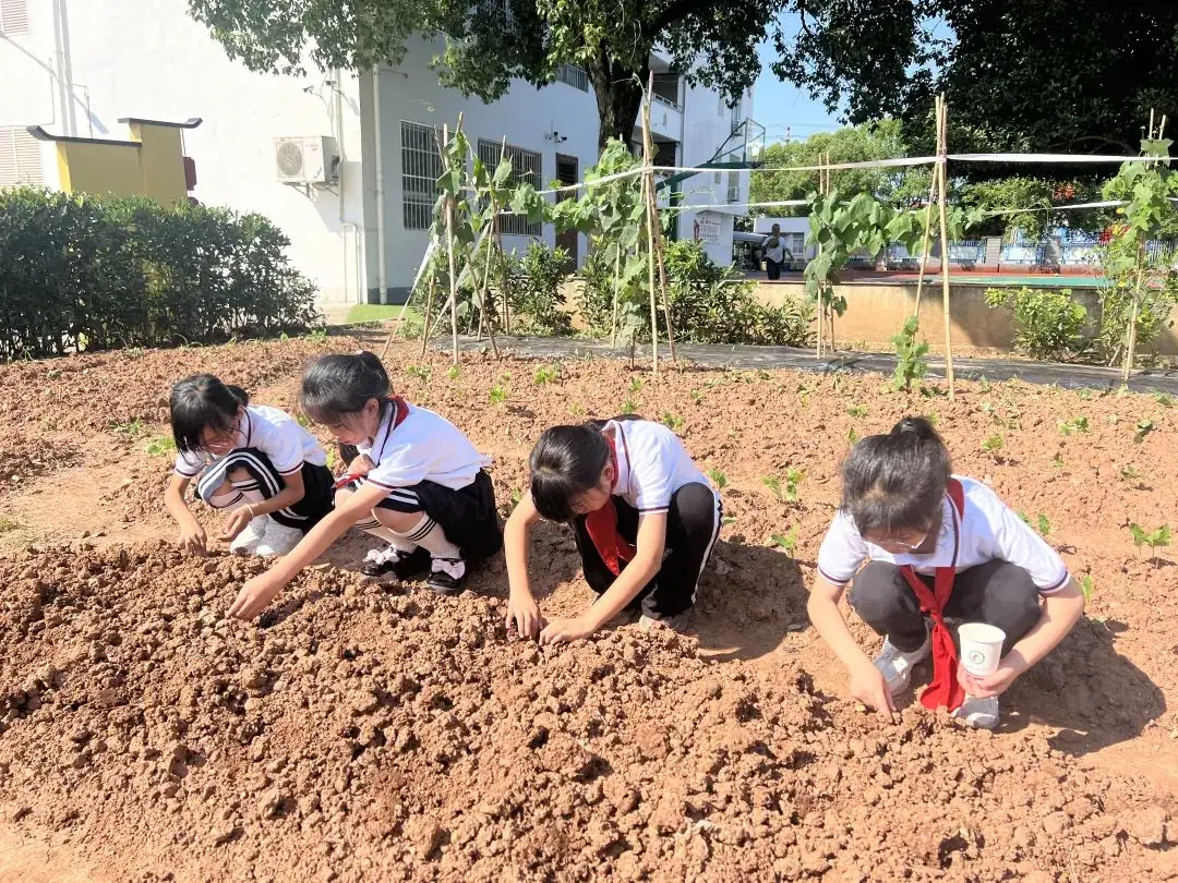 【儿童友好系列活动】奕棋镇中心小学:深耕劳动教育 赋能学生成长(一百零七) 第3张 【儿童友好系列活动】奕棋镇中心小学:深耕劳动教育 赋能学生成长(一百零七) 第3张