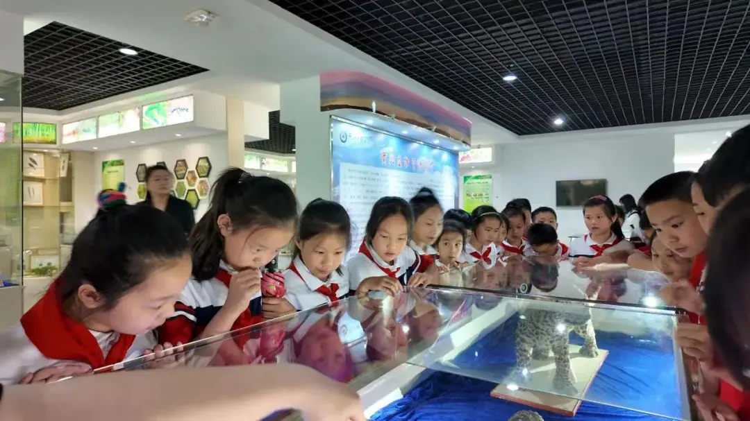 环境日科普之旅:黄冈市考棚小学学生走进生物科普馆 第3张 环境日科普之旅:黄冈市考棚小学学生走进生物科普馆 第3张