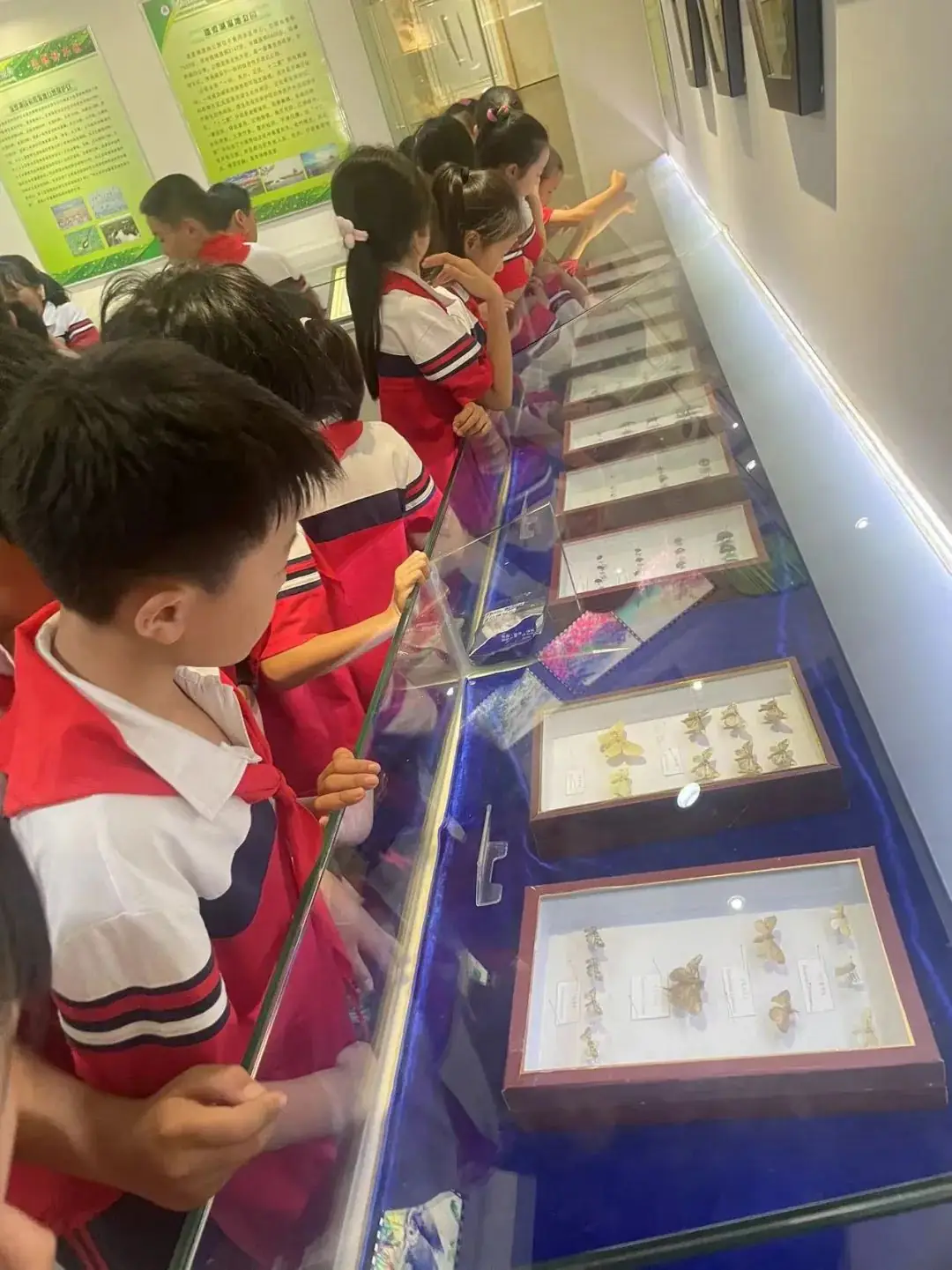 环境日科普之旅:黄冈市考棚小学学生走进生物科普馆 第33张 环境日科普之旅:黄冈市考棚小学学生走进生物科普馆 第33张