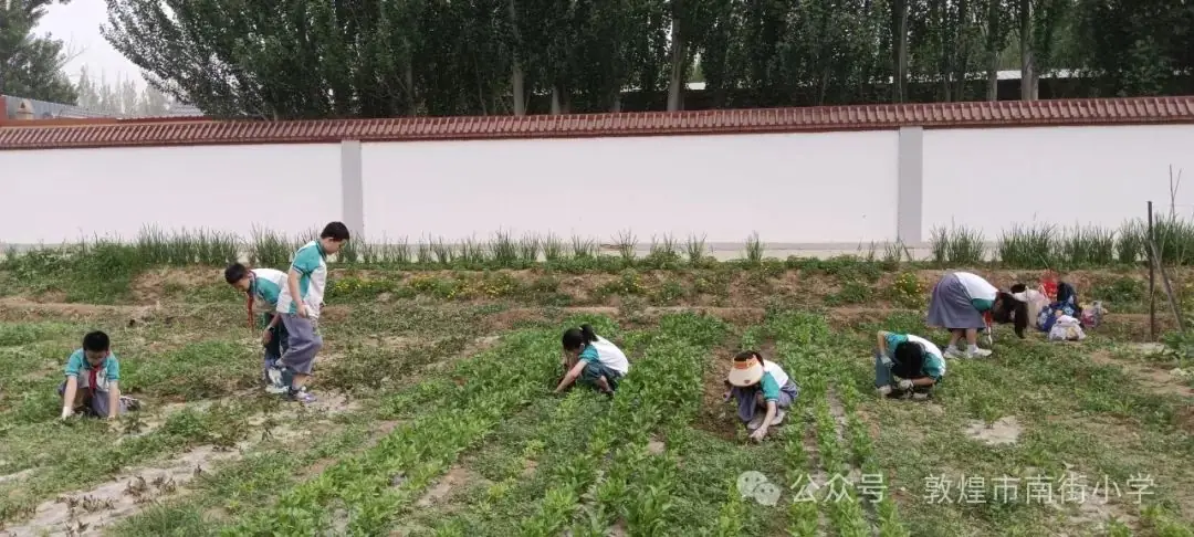 “时节·敦煌 传承有我”敦煌市南街小学开展二十四节气——芒种主题活动 第22张 “时节·敦煌 传承有我”敦煌市南街小学开展二十四节气——芒种主题活动 第22张