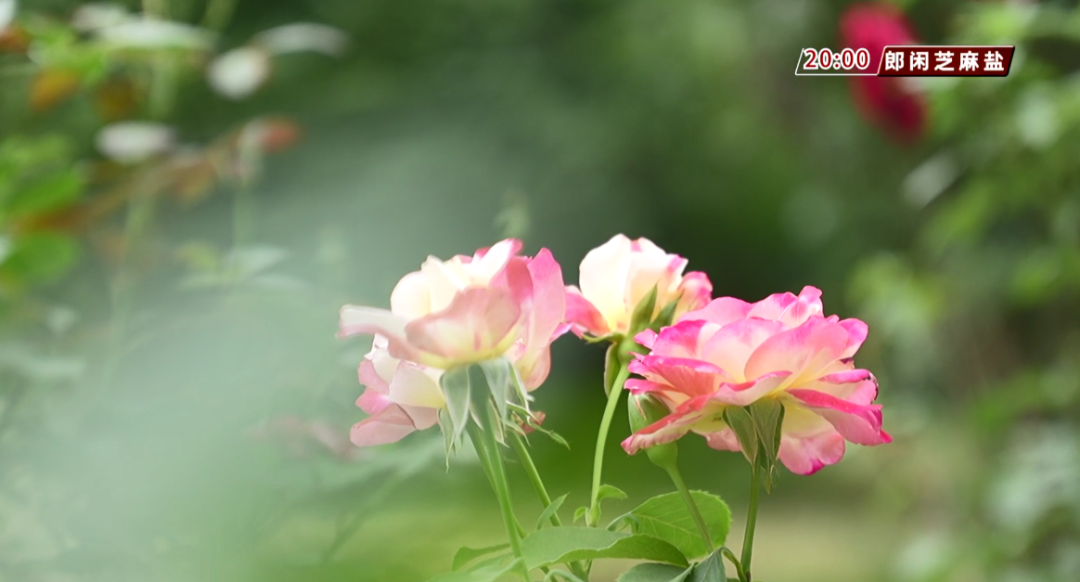 雷雨+38℃高温……高考天气出炉! 第4张 雷雨+38℃高温……高考天气出炉! 第4张